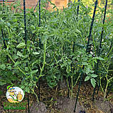 Опора для рослин із композинтної арматури, композитні опори для підв'язки помідорів - 10 штук (12мм), фото 3