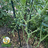 Опора для рослин із композинтної арматури, композитні опори для підв'язки помідорів - 10 штук (12мм), фото 5