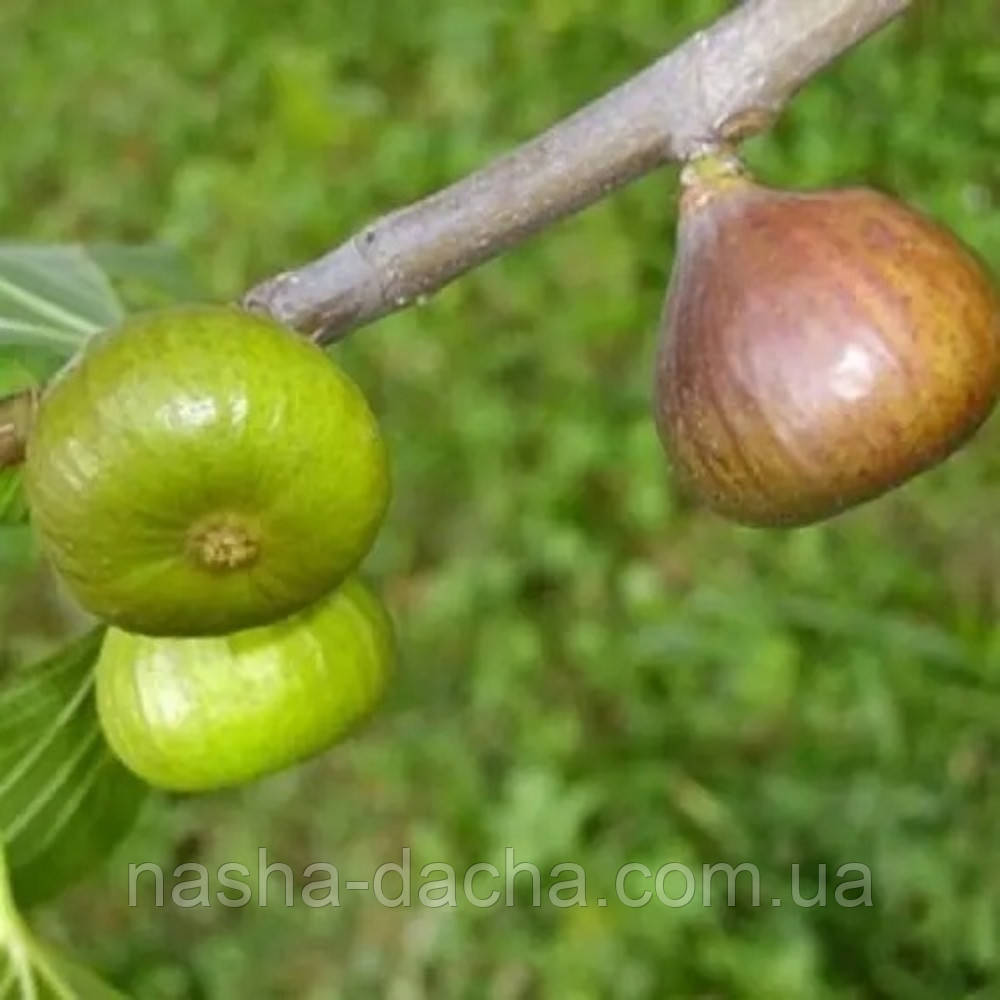 Інжир Магарацький (горщик 2л)