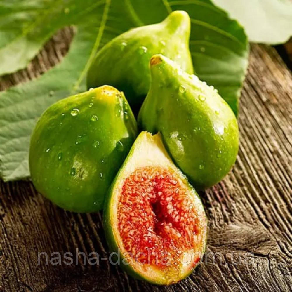 Інжир Далматський (горщик 2л)