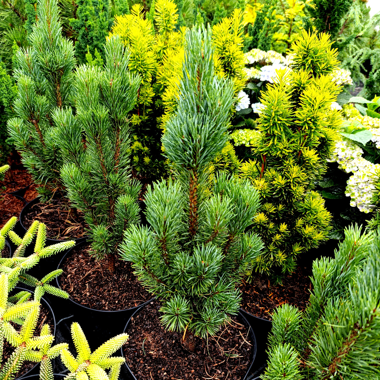 Сосна звичайна Фастігіата / С10 / h 50-60 / Pinus Fastigiata