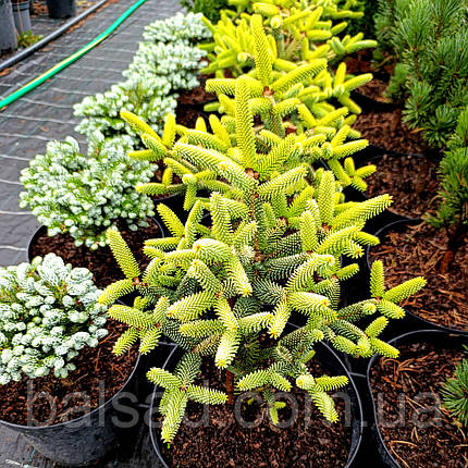 Ялиця іспанська Ауреа / С5 / h 30-40 / Abies pinsapo Aurea, фото 1