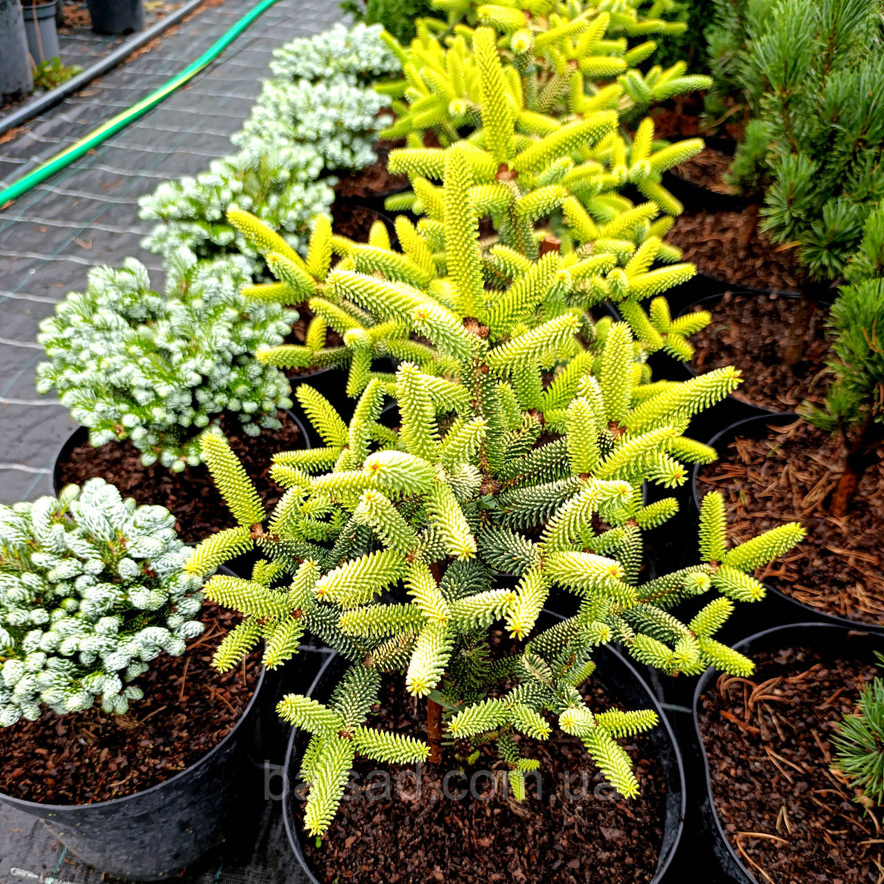 Ялиця іспанська Ауреа / С5 / h 30-40 / Abies pinsapo Aurea