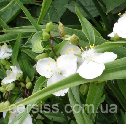 Традесканція садова біла Саджанці в контейнері Tradescantia, фото 1