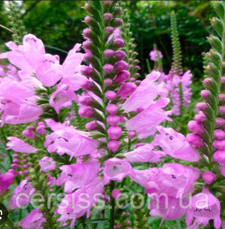 Фізостегія рожева саджанці в горщику Physostegia, фото 1