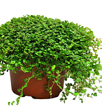 Солейролія кімнатна рослина в горщику Soleirolia soleirolii, фото 4