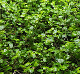 Солейролія кімнатна рослина в горщику Soleirolia soleirolii, фото 3