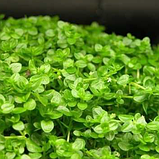 Солейролія кімнатна рослина в горщику Soleirolia soleirolii, фото 2