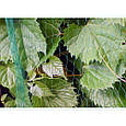 Сітка захисна, BIRD NET, 7 г/м², 3x5м, AS-BN71919305, фото 2