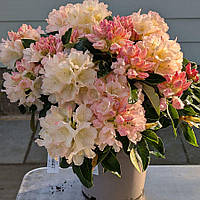 Рододендрон якушиманський Golden Torch (Рододендрон якушіманум Золотий факел) гор С5 30см