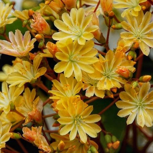 Левізія Еліза golden yellow 5 насінин, фото 1