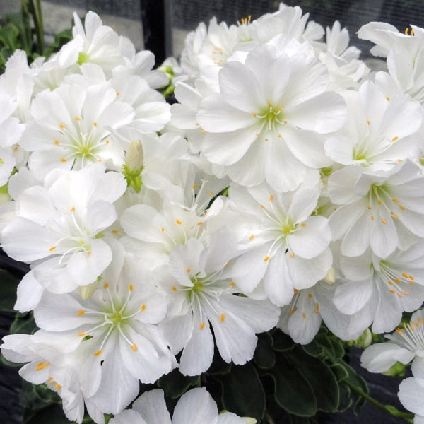 Левізія Еліза White 5 насінин, фото 1