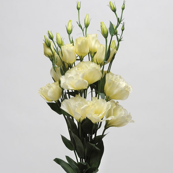 Еустома великоквіткова махрова ABC F1 Yellow 5 насінин, фото 1