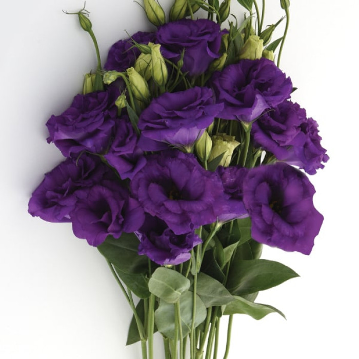 Еустома великоквіткова махрова ABC F1 Blue 5 насінин, фото 1