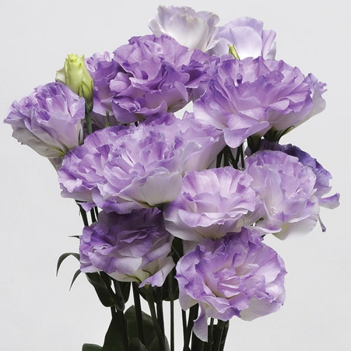 Еустома великоквіткова махрова ABC F1 Misty blue 5 насінин, фото 1