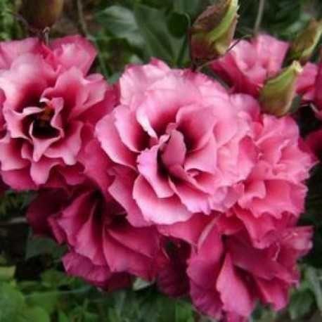 Еустома Mariachi F1 Carmine 5 насінин, фото 1