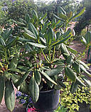 Рододендрон Tortoiseshell Orange (Черепаховий помаранчевий) гір С7 45-50см, фото 5