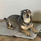 Охолоджуючий килимок-лежанка Purlov 25537 – для тварин, 110x70 см, сірий, фото 8