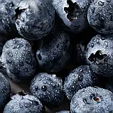 Медовий бальзам для губ "Лохина" (6.5г), фото 2