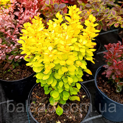 Барбарис Тунберга Неон Голд / Berberis Neon Gold, фото 1