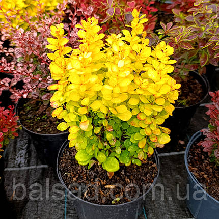 Барбарис Тунберга Неон Голд / Berberis Neon Gold, фото 3