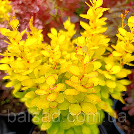 Барбарис Тунберга Неон Голд / Berberis Neon Gold, фото 4