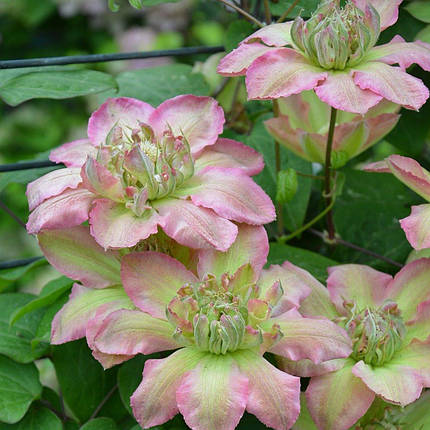 Клематис Пістачіо Кейк / С2 / Clematis Pistachio Cake, фото 1
