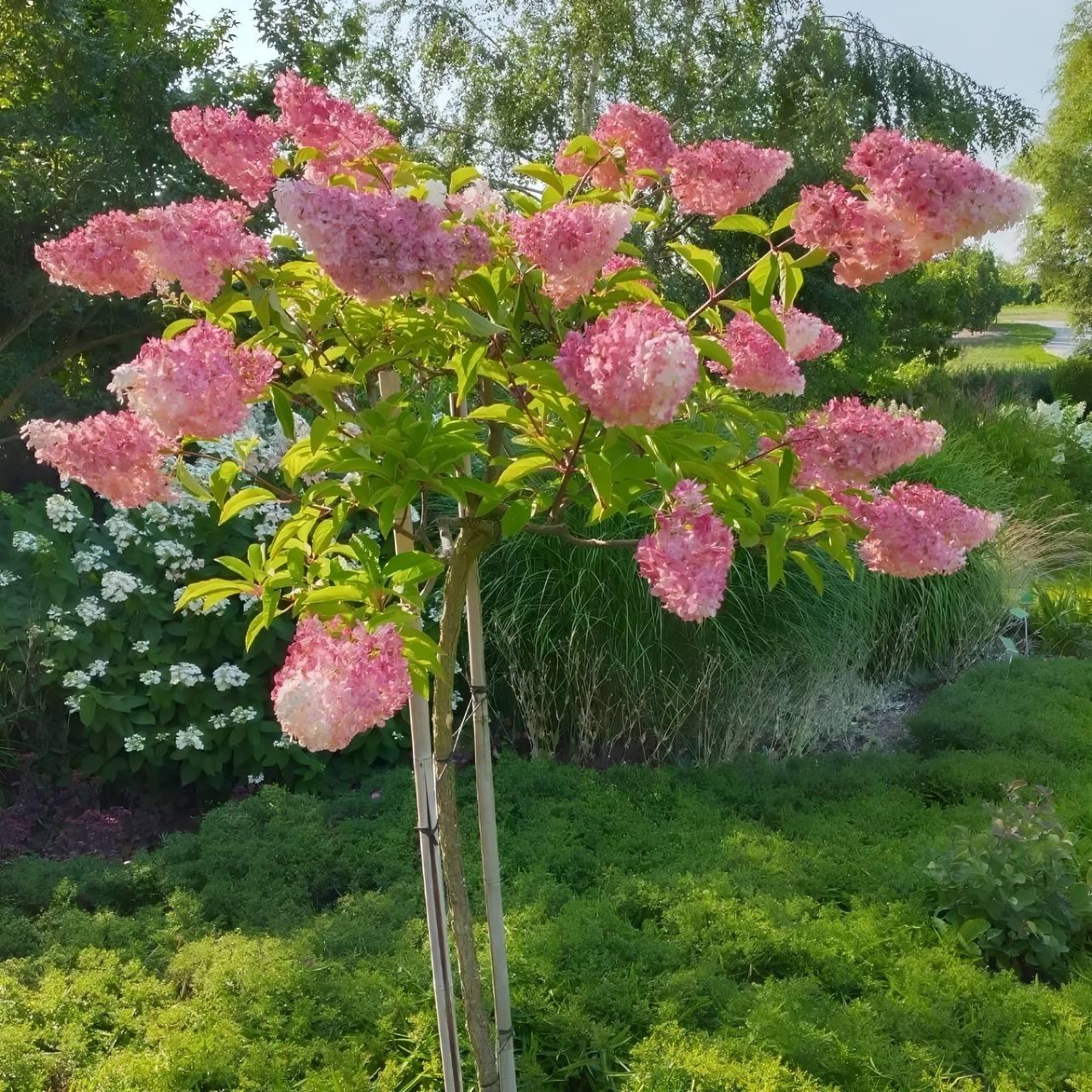 Саджанці Гортензії на штамбі (3-річна) Меджикал Файр (Hydrangea paniculata Magical Fire) С3