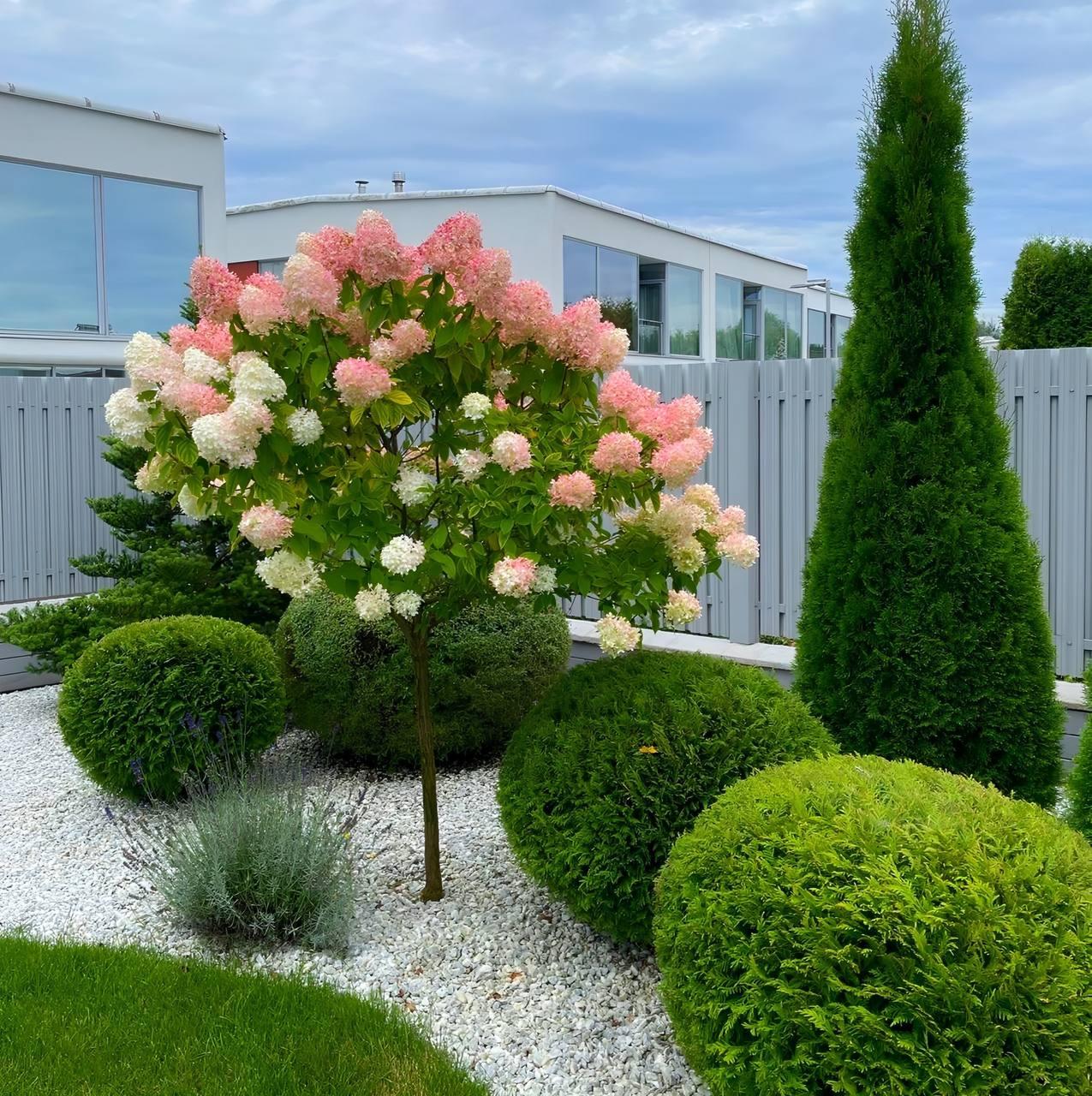 Саджанці Гортензії на штамбі (3-річна) Лівінг Распберрі Пінк (Hydrangea Living Raspberry Pink) С3