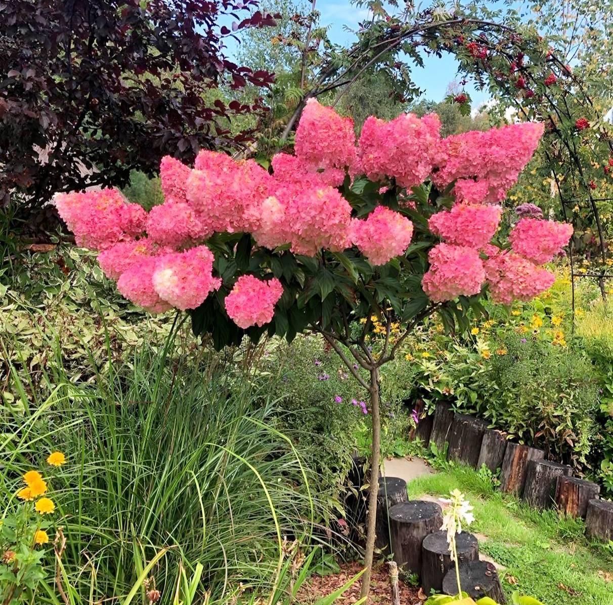 Саджанці Гортензії на штамбі (3-річна) Вімс Ред (Hydrangea paniculata Wim's Red) С3
