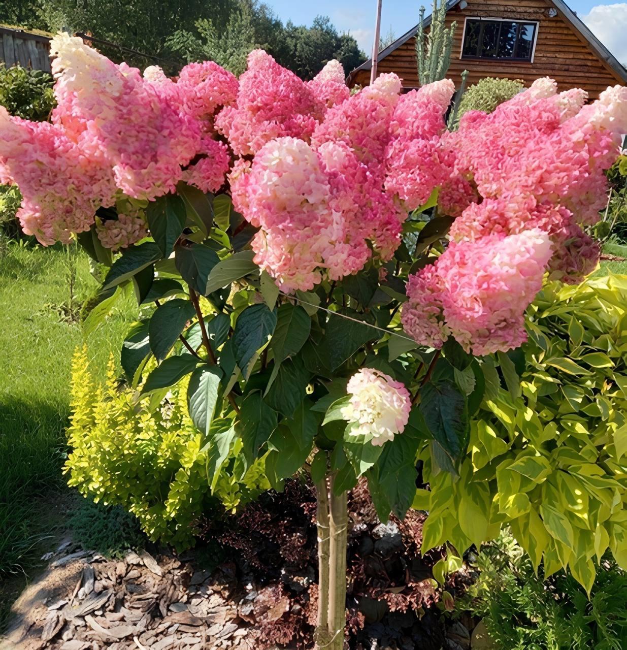 Саджанці Гортензії на штамбі (3-річна) Ваніль Фрайз (Hydrangea paniculata Vanille Fraise) С3
