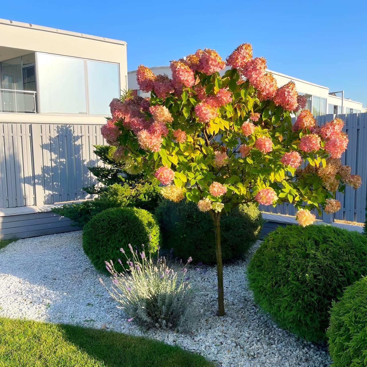 Саджанці Гортензії на штамбі (3-річна) Граффіті (Hydrangea paniculata Graffiti) С3, фото 1
