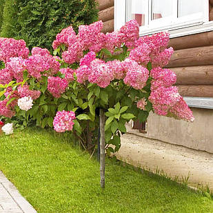 Саджанці Гортензії на штамбі (3-річна) Меджикал Файр (Hydrangea paniculata Magical Fire) С3
