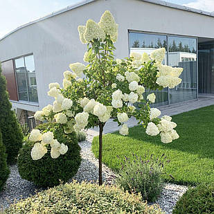 Саджанці Гортензії на штамбі Скайфолл (Hydrangea paniculata Skyfall) С3