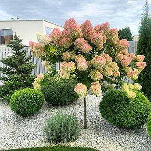 Саджанці Гортензії на штамбі (3-річна) Лівінг Строуберрі Блоссом (Hydrangea paniculatа Living Strawberry Blossom) С3