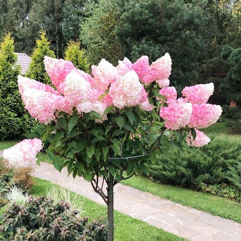 Саджанці Гортензії на штамбі (3-річна) Ваніль Фрайз (Hydrangea paniculata Vanille Fraise) С3, фото 1
