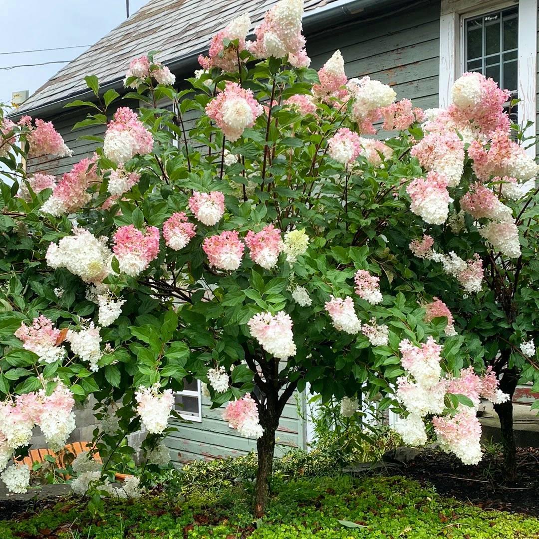 Саджанці Гортензії на штамбі (3-річна) Лівінг Распберрі Пінк (Hydrangea Living Raspberry Pink) С3, фото 1