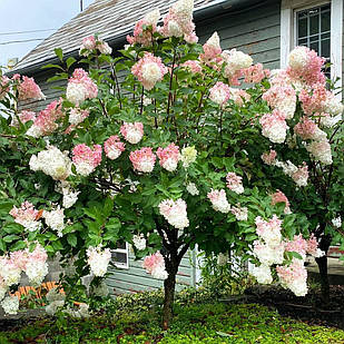 Саджанці Гортензії на штамбі (3-річна) Лівінг Распберрі Пінк (Hydrangea Living Raspberry Pink) С3