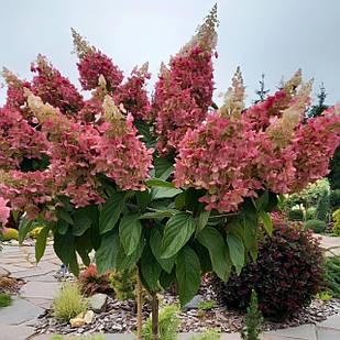 Саджанці Гортензії на штамбі (3-річна) Вімс Ред (Hydrangea paniculata Wim's Red) С3
