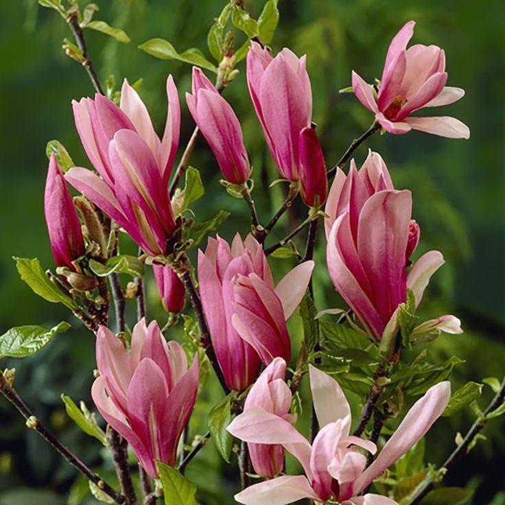 Саджанці магнолії (3-річна) Сюзан (Magnolia Susan) C2