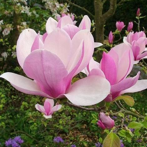 Саджанці магнолії (3-річна) Суланжа (Magnolia Soulange) C2