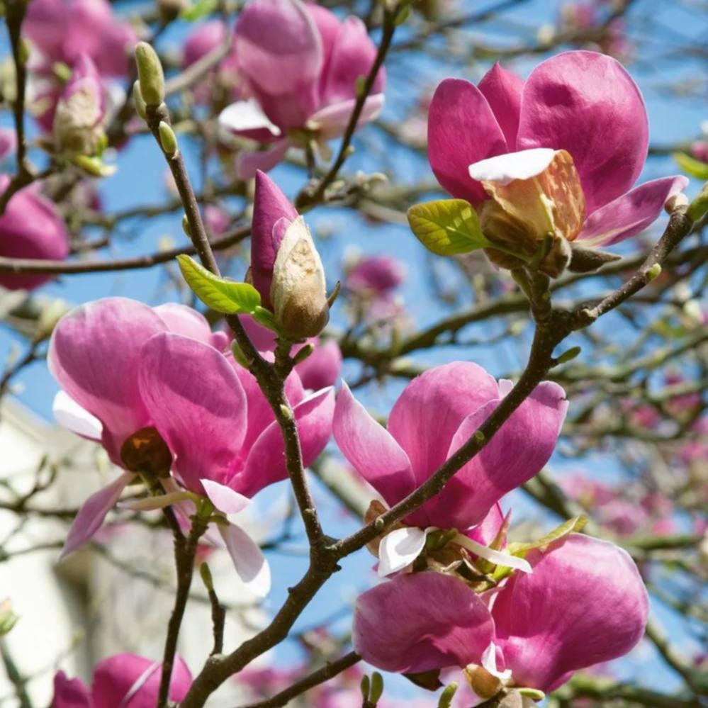 Саджанці магнолії (3-річна) Суланжа Рустіка Рубра (Magnolia soulangeana Rustica Rubra) C2
