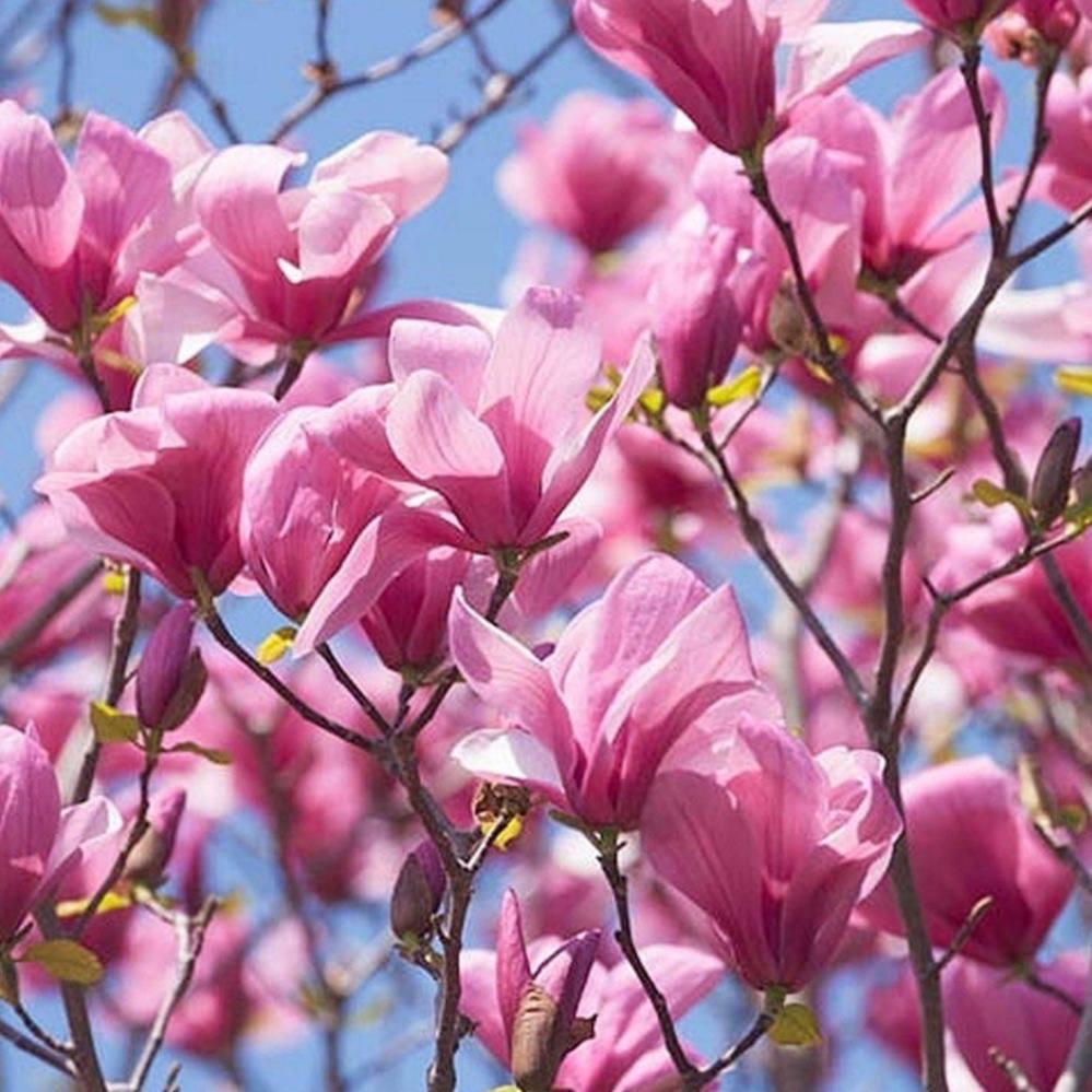 Саджанці магнолії (3-річна) Суланжа Галаксі (Magnolia soulangeana Galaxy) C2