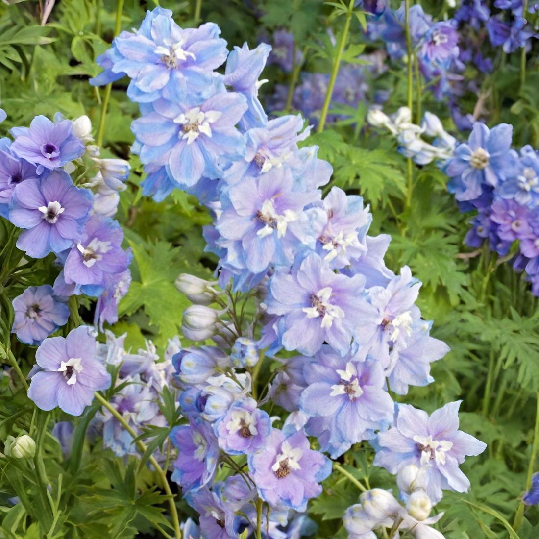 Саджанці Дельфініуму Камельярд (Delphinium Pacific Giants Camelliard) Р9, фото 1