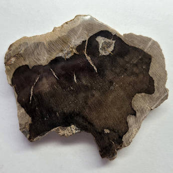 Скам’яніле дерево, вставка для колекцій і виготовлення прикрас, 80 ct