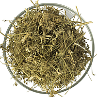 Боліголів плямиста трава для настоювання у разі пухлин, судом, імунних і шкірних захворювань | трав'яний збір