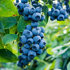 Саджанці лохини 4-річна