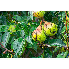 Сітка для захисту від птахів, DIAMOND, 20 г/м²,
ткана, 15 x 15 мм, 5 x 100 м, AS-BN20151505100, фото 3