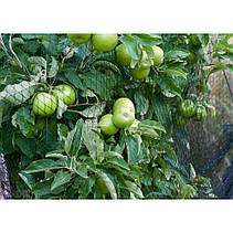 Сітка для захисту від птахів, DIAMOND, 20 г/м²,
ткана, 15 x 15 мм, 5 x 100 м, AS-BN20151505100, фото 4