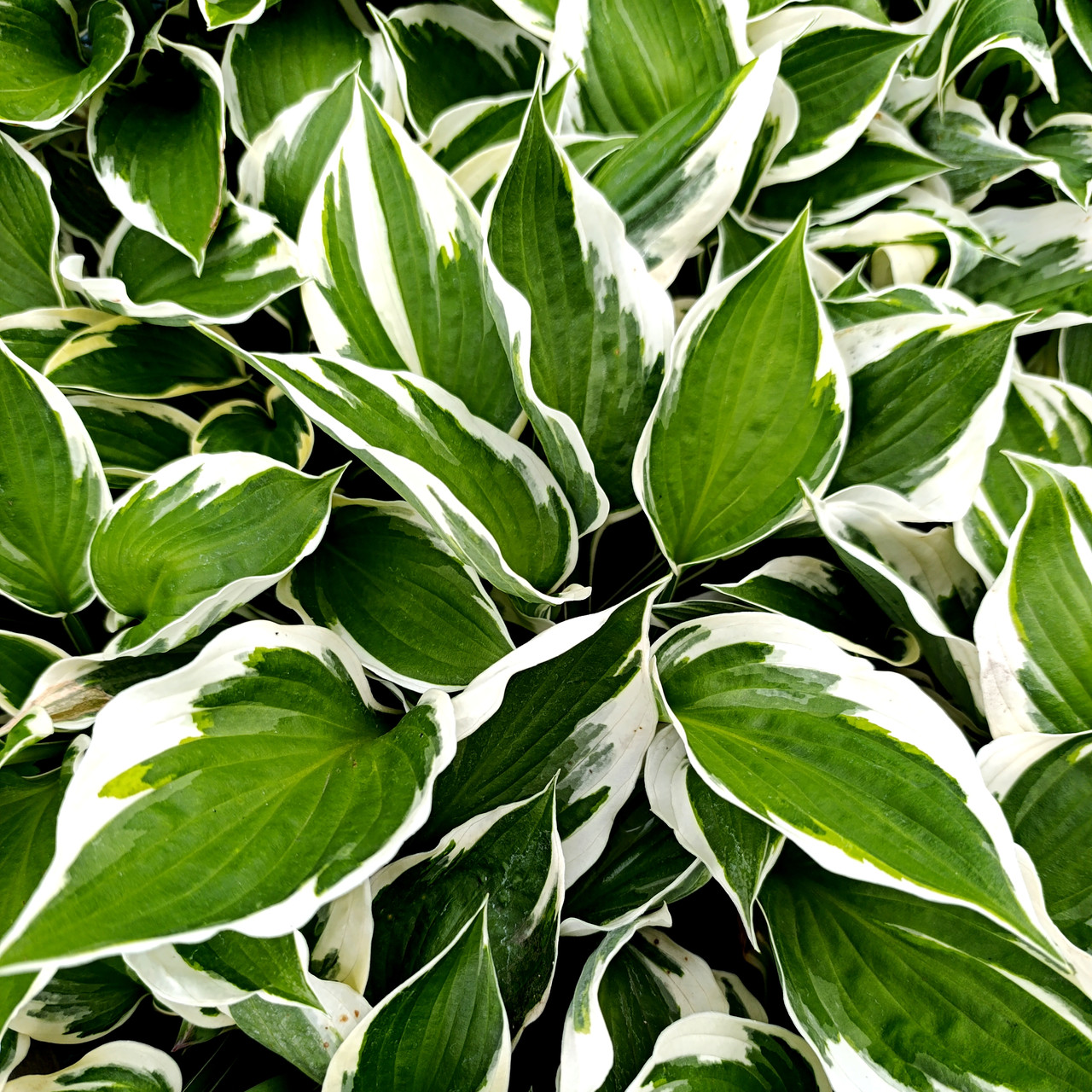 Хоста Франсі / Р12 / Hosta Francee